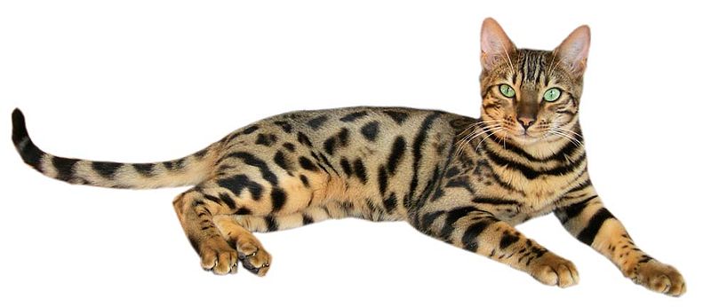 800px-Brown_spotted_tabby_bengal_cat 5 Raças de Gatos Mais Exóticas do Mundo