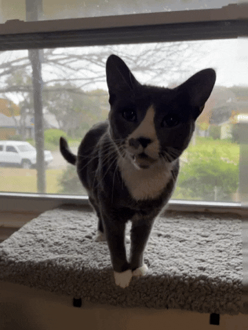 Cat-Mixy-GIF-by-Electric-Gato Miados, Ronronados e Outros Sons: O que Seu Gato Está Tentando Dizer?