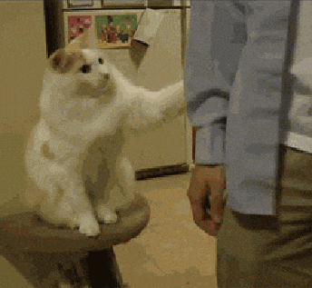 Cat-Pet-Me-GIF Miados, Ronronados e Outros Sons: O que Seu Gato Está Tentando Dizer?
