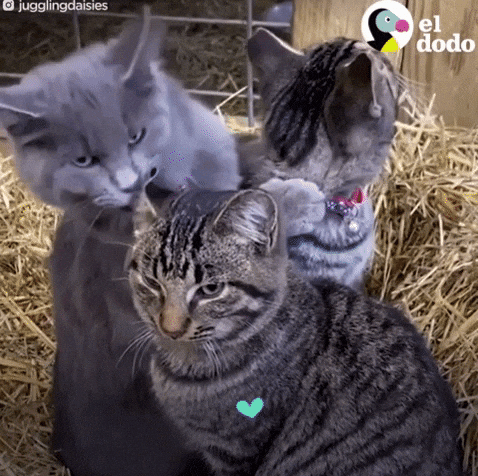 Spanish-Cats-GIF-by-El-Dodo Por que os Gatos Esfregam a Cabeça na Gente? 