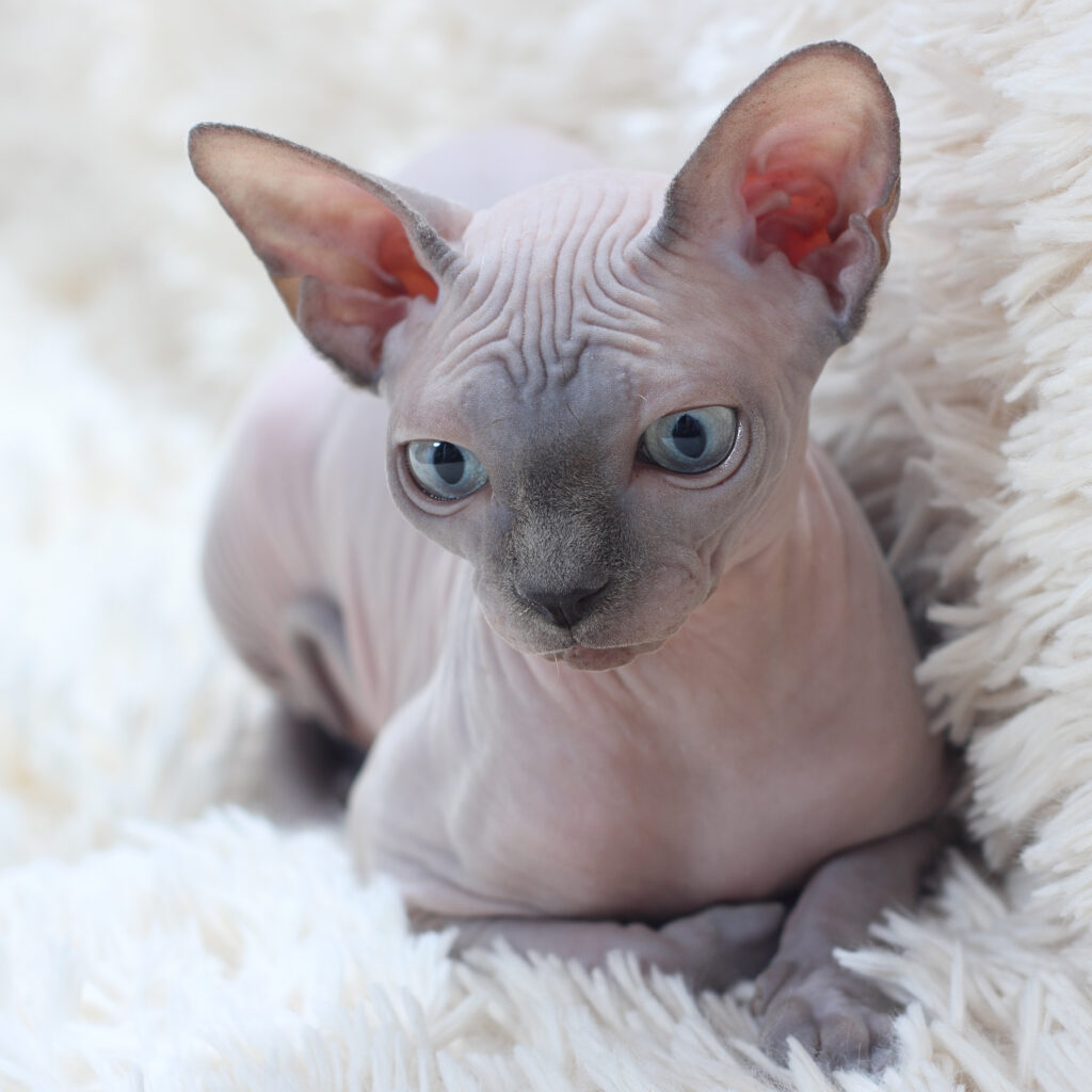Sphynx-1024x1024 5 Raças de Gatos Mais Exóticas do Mundo