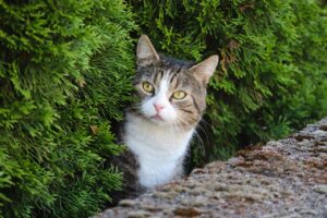 cat-6351813_1280-300x200 Gato Arisco ou Medroso? Ajude Seu Felino a se Sentir Mais Confiante 🐾💕