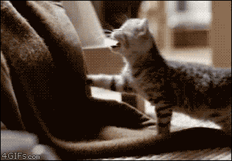 cat-kitty-GIF Gato Arisco ou Medroso? Ajude Seu Felino a se Sentir Mais Confiante 🐾💕