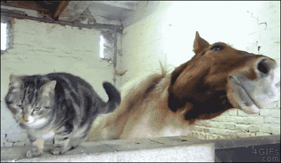 gatos-GIF-1 Por que os Gatos Esfregam a Cabeça na Gente? 