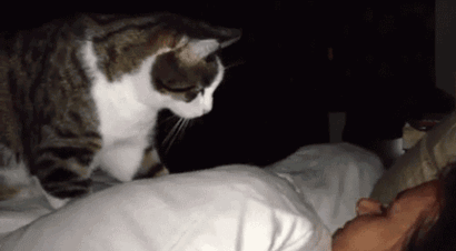 gatos-GIF-2 Miados, Ronronados e Outros Sons: O que Seu Gato Está Tentando Dizer?