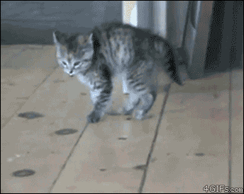 gatos-GIF-3 Miados, Ronronados e Outros Sons: O que Seu Gato Está Tentando Dizer?