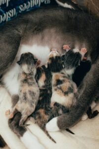pexels-pinamon-27686812-200x300 Por Que os Gatos Nascem Cegos e Surdos?