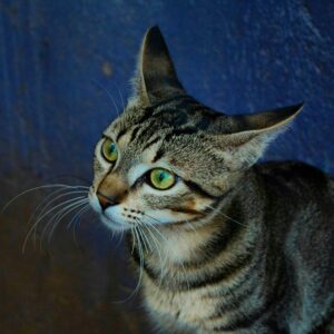 pexels-ravi96-11359900-300x300 Bigodes de Gato: Para Que Servem e Por Que Nunca Devem Ser Cortados? 