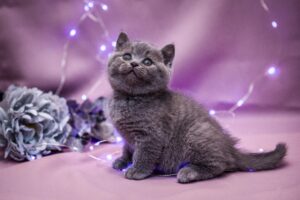 pexels-vivita-malite-154780940-10611252-300x200 Por Que os Gatos Nascem Cegos e Surdos?