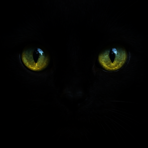 vida_secreta_gatos_noite_visao-300x300 A Vida Secreta dos Gatos à Noite: O Que Seu Felino Faz Enquanto Você Dorme?